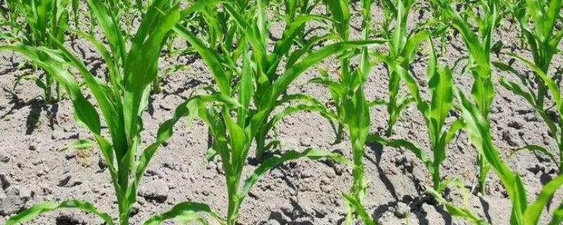 玉米生长过程