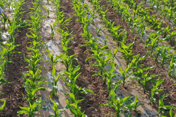 玉米生长过程，分为苗期、穗期、花粒期三个阶段