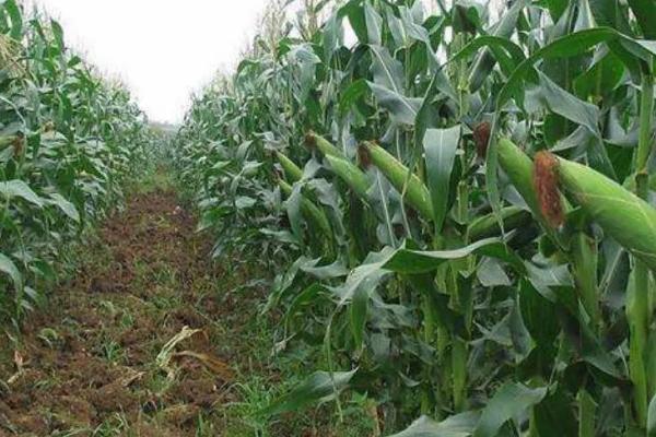 玉米生长过程，分为苗期、穗期、花粒期三个阶段