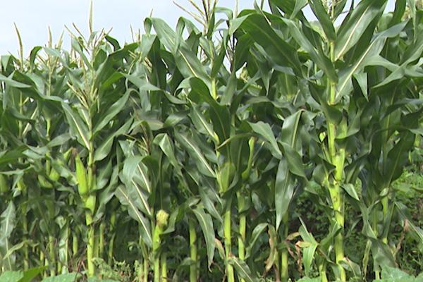玉米生长过程，分为苗期、穗期、花粒期三个阶段