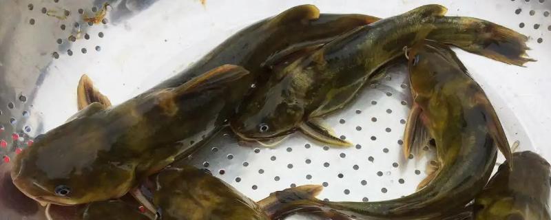 黄骨鱼养殖风险大吗