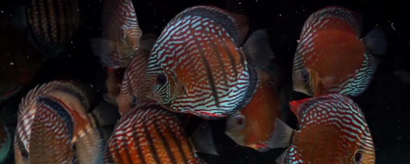 养殖七彩神仙鱼的方法