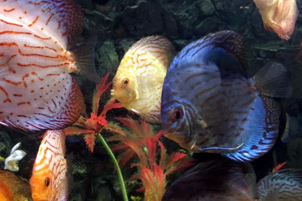 养殖七彩神仙鱼的方法，需要保持它们的水质清洁