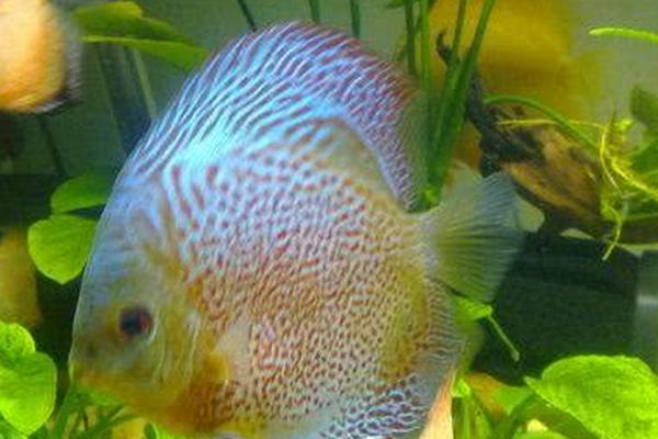养殖七彩神仙鱼的方法，需要保持它们的水质清洁