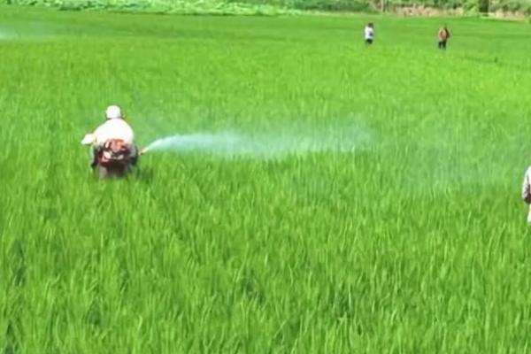 农用硼砂的使用方法，可以用作基肥