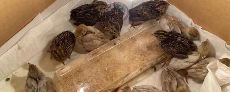 芦丁鸡刚出壳怎样育雏