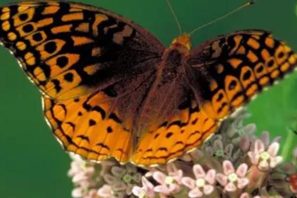 蝴蝶的本领，善于隐藏自己且以吸食花蜜为生