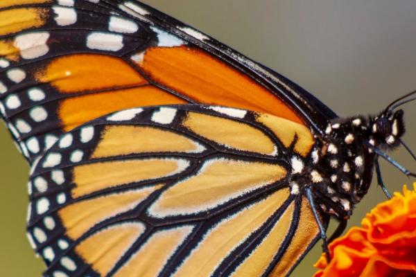 蝴蝶的本领，善于隐藏自己且以吸食花蜜为生