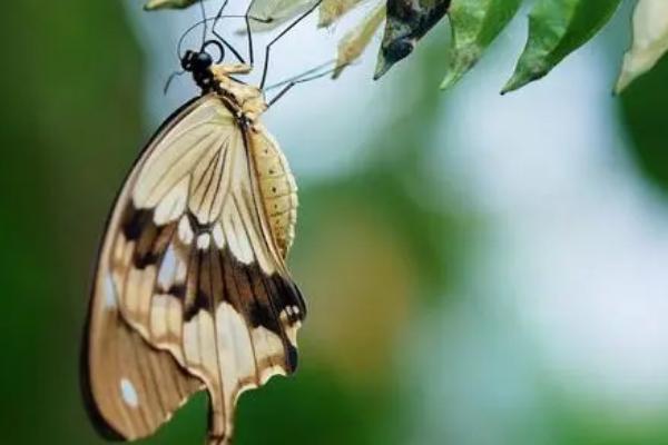 蝴蝶的本领，善于隐藏自己且以吸食花蜜为生