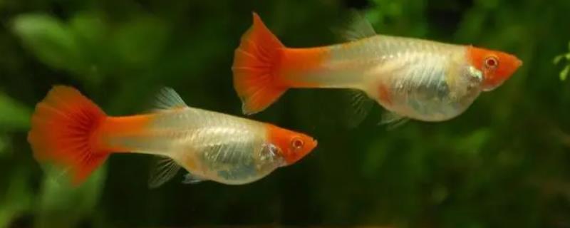 孔雀鱼吃鱼虫好不好