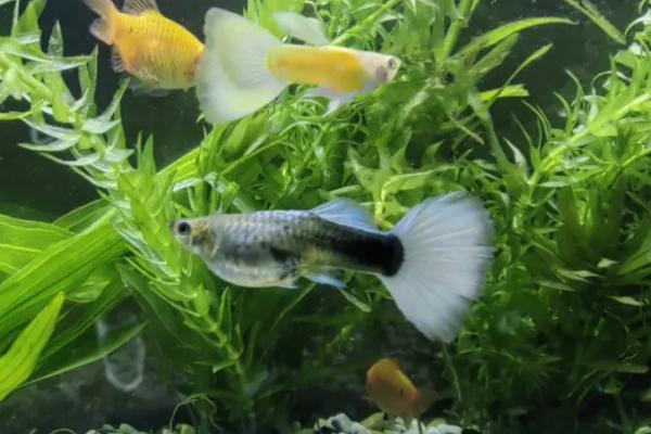 孔雀鱼吃鱼虫好不好，含有大量的蛋白质有利于孔雀鱼生长