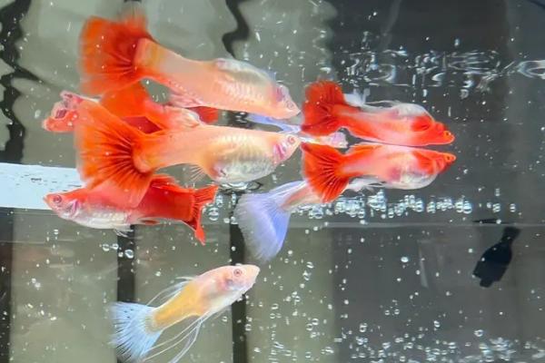 孔雀鱼吃鱼虫好不好，含有大量的蛋白质有利于孔雀鱼生长