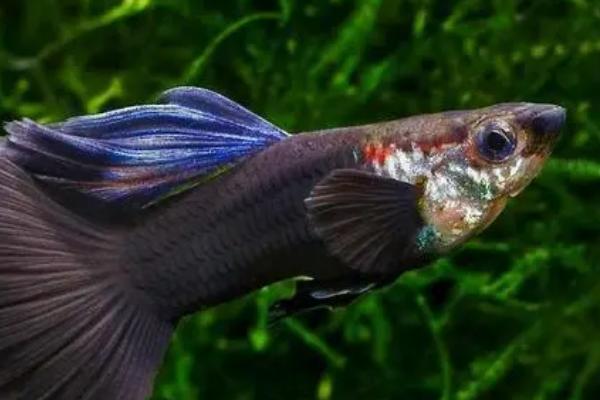 孔雀鱼吃鱼虫好不好，含有大量的蛋白质有利于孔雀鱼生长