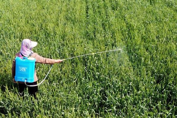 啶虫脒的作用,可有效防治白粉虱、叶蝉、烟粉等害虫