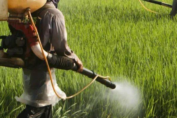 啶虫脒的作用,可有效防治白粉虱、叶蝉、烟粉等害虫