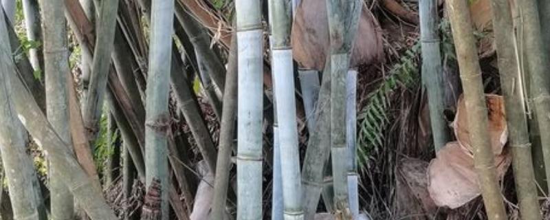 竹子上的白霜有什么用