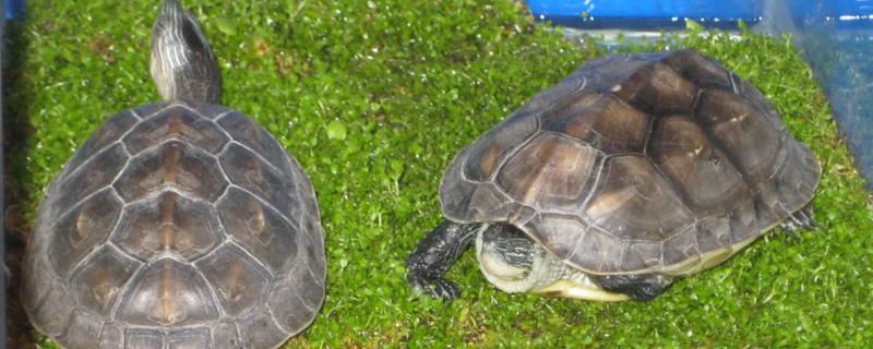 珍珠龟能不能用深水养