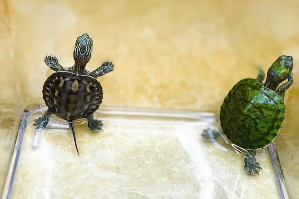 珍珠龟能不能用深水养,成年后可放在深水中养殖