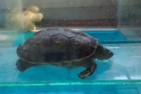 珍珠龟能不能用深水养,成年后可放在深水中养殖