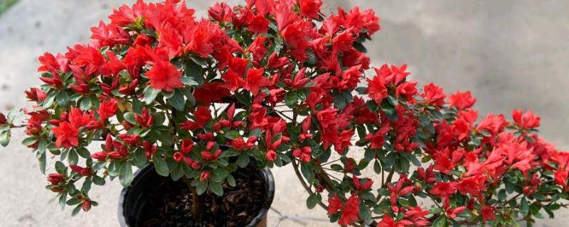 杜鹃花的花期管理方法