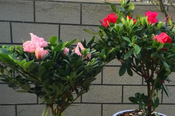 杜鹃花的花期管理方法，开花时应放置于室内