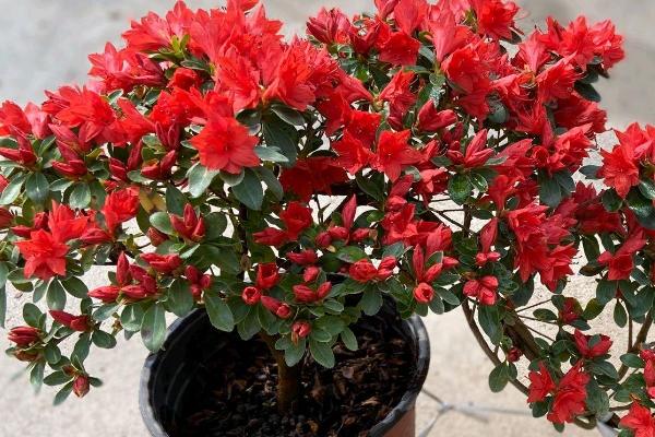 杜鹃花的花期管理方法，开花时应放置于室内