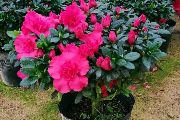 杜鹃花的花期管理方法，开花时应放置于室内