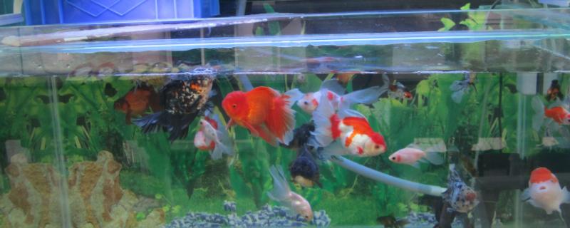 小金鱼怎么养不会死