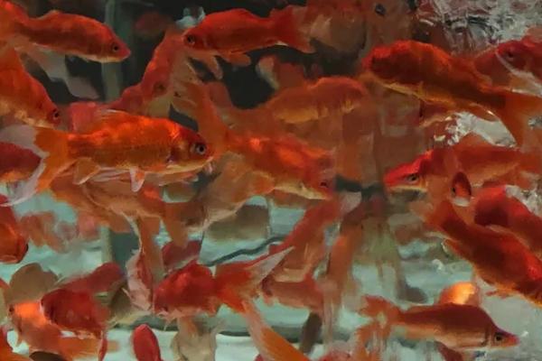 小金鱼怎么养不会死，需注意喂食频率和维持水质