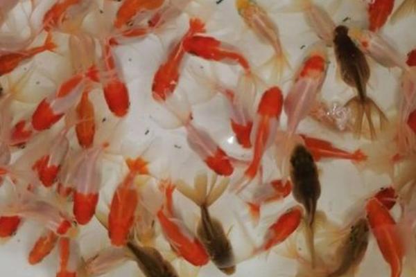 小金鱼怎么养不会死，需注意喂食频率和维持水质