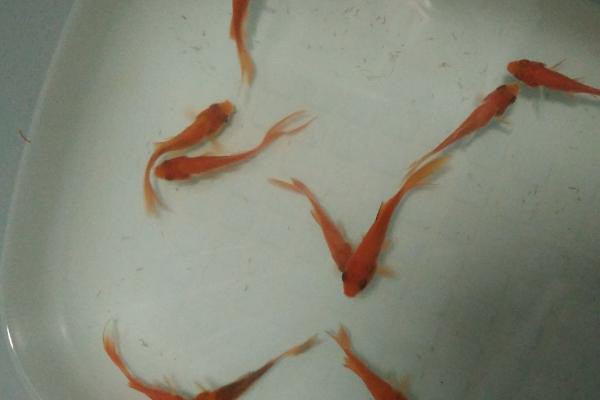 小金鱼怎么养不会死，需注意喂食频率和维持水质
