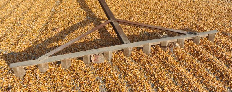 玉米种子播种前晾晒吗