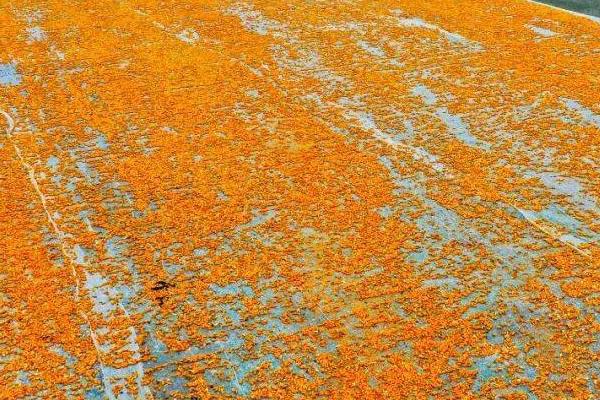 玉米种子播种前晾晒吗，晾晒之后可提高发芽率