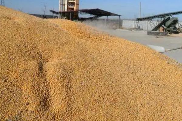 玉米种子播种前晾晒吗，晾晒之后可提高发芽率