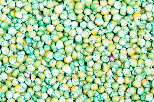 玉米种子播种前晾晒吗，晾晒之后可提高发芽率