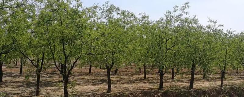 枣树开花不结果如何处理