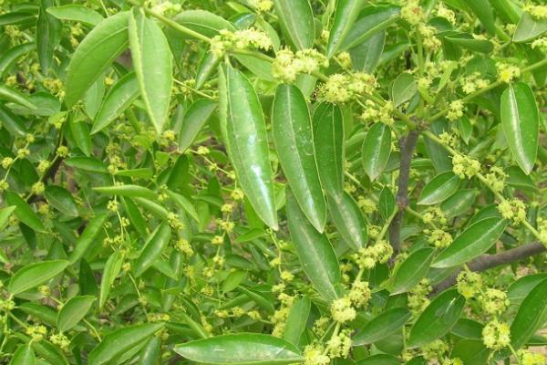 枣树开花不结果如何处理,盛花期可喷施赤霉素