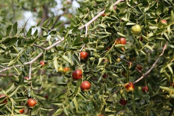 枣树开花不结果如何处理,盛花期可喷施赤霉素