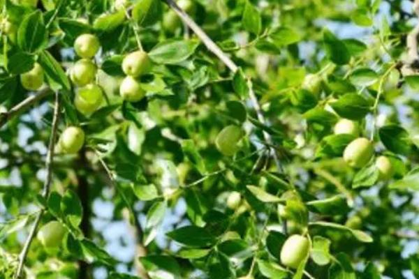 枣树开花不结果如何处理,盛花期可喷施赤霉素