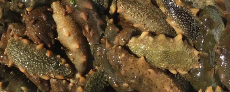 海参有哪些特性