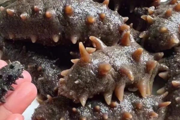 海参有哪些特性,具有夏眠习性、身体器官可再生