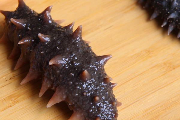 海参有哪些特性,具有夏眠习性、身体器官可再生