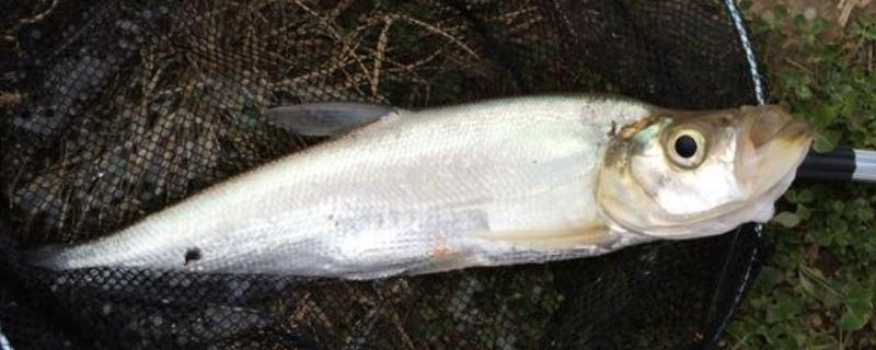 秋季怎么垂钓翘嘴鱼