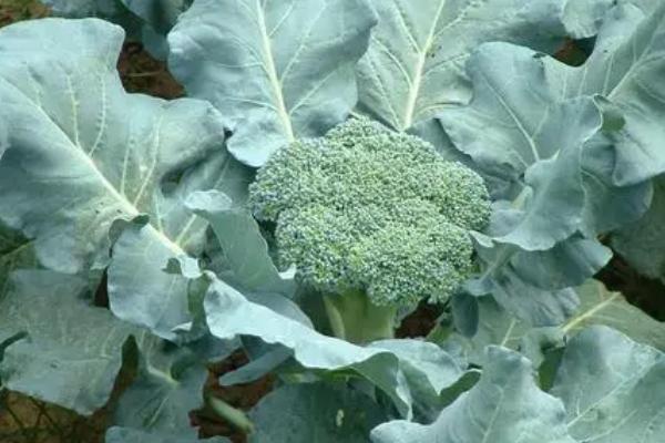 什么是西兰花,属于十字花科、芸薹属草本植物