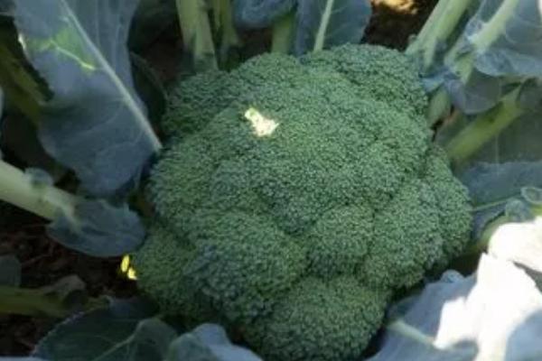 什么是西兰花,属于十字花科、芸薹属草本植物