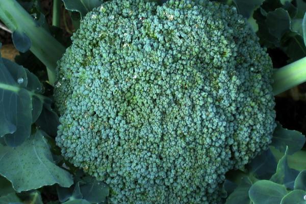 什么是西兰花,属于十字花科、芸薹属草本植物