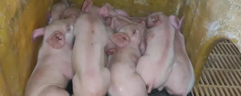 仔猪低温不食的原因