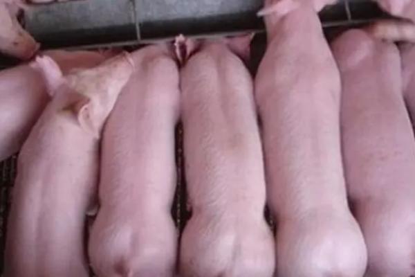 仔猪低温不食的原因，管理不当或饲喂不合理均会导致