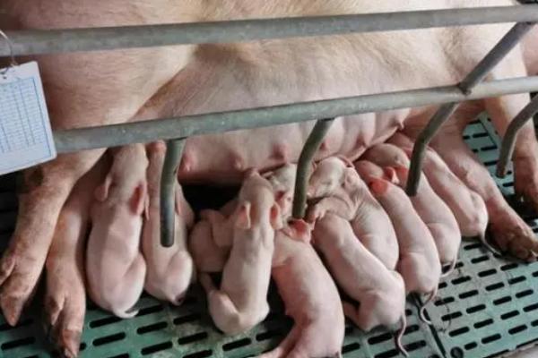 仔猪低温不食的原因，管理不当或饲喂不合理均会导致