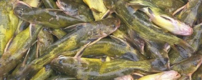 黄骨鱼如何养殖